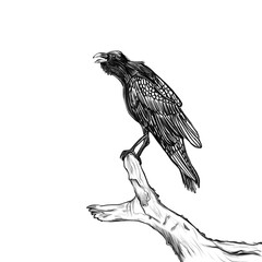 Simple vector sketch of a black crow on a branch