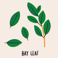 Bay leaf branch. Herb isolated illustration in hand drawn flat style. Food magazine illustration