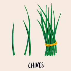 Chives bunch. Herb isolated illustration in hand drawn flat style. Food magazine illustration