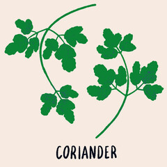 Coriander branches. Herb isolated illustration in hand drawn flat style. Food magazine illustration