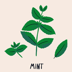 Mint branch and leaves. Herb isolated illustration in hand drawn flat style. Food magazine illustration