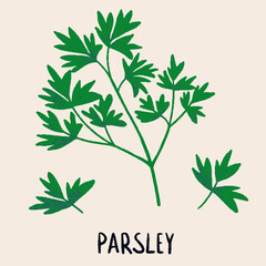 Parsley branch and leaves. Herb isolated vector illustration in hand drawn flat style. Food magazine illustration