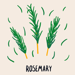 Rosemary branch and leaves. Herb isolated vector illustration in hand drawn flat style. Food magazine illustration