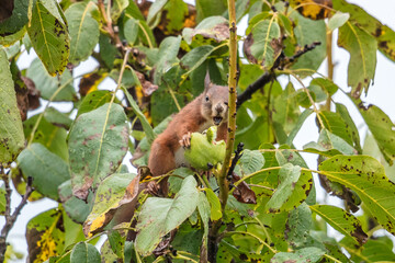 eichhörnchen