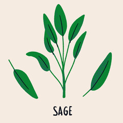 Sage branch and leaves. Herb isolated vector illustration in hand drawn flat style. Food magazine illustration