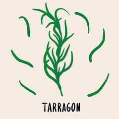 Tarragon branch and leaves. Herb isolated vector illustration in hand drawn flat style. Food magazine illustration
