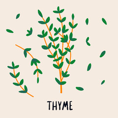 Thyme branch and leaves. Herb isolated vector illustration in hand drawn flat style. Food magazine illustration
