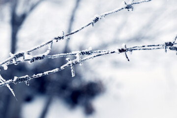 Frost-covered barbed wire, which acts as a fence