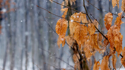 Tree branch with withered leaves in winter during thaw or late autumn in wet weather