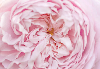 Pink rose macro close up, shallow depth of field