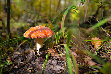 A red mushroom grows in the grass in the forest.