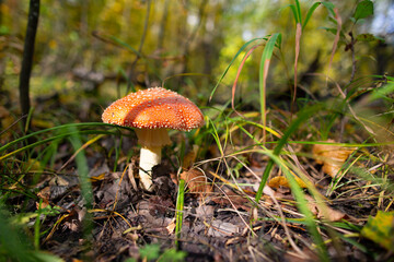 A red mushroom grows in the grass in the forest.