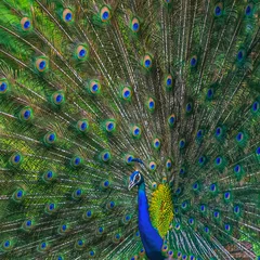 Fotobehang Dancing peacock a close up © YK