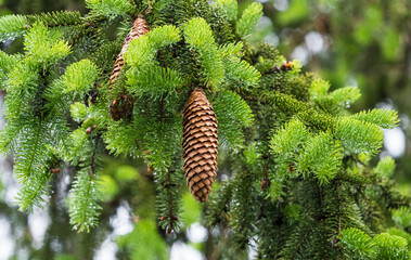 A pinecone closeup hanging on a conifer at summer in saarland, copy space