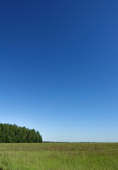 field of grass and perfect blue sky