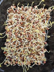 Pea sprouts