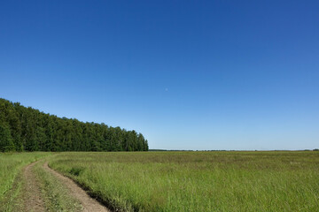 field of grass and perfect blue sky