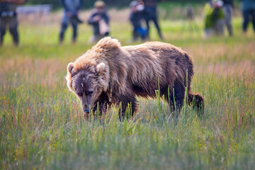 Travel photographers shooting pictures of Grizzly brown bears in Alaskan wilderness meadow 