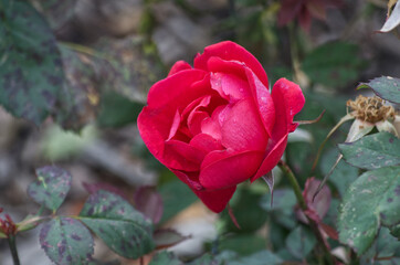 Pink Rose in a Garden