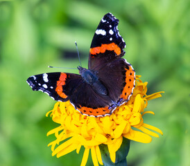 Admiral butterfly on a marigold flower.