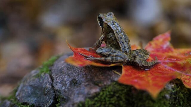 A brown frog sits on a maple leaf in autumn