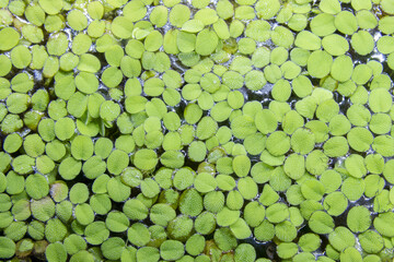 Water spangles (Salvinia minima) floating plants