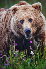 Close-up of Grizzly bear in Alaskan wilderness meadow with wildflowers