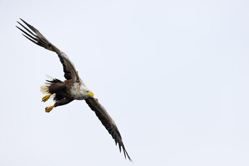 White-tailed eagle in flight.