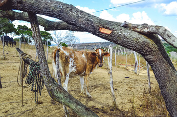 cow in the backlands
