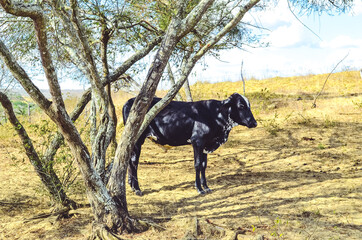 cow in the backlands