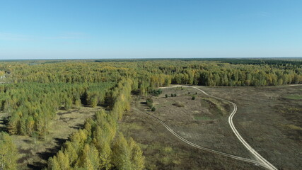Field roads at the edge of a birch grove on a sunny autumn day