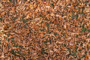 A general plan of dry red leaves on the ground. Autumn foliage on the ground in the park. Top view.