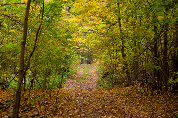Road in the autumn forest with yellow leaves.
