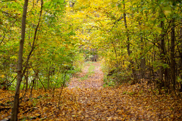 Obraz premium Road in the autumn forest with yellow leaves.
