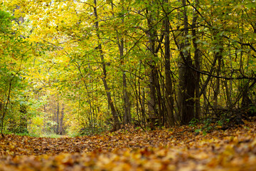 Road in the autumn forest with yellow leaves.