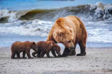 Grizzly bear mother protecting cute cubs on Alaskan beach, waves in the background