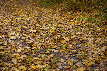 Yellow autumn leaves in the forest.