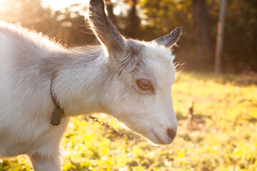 small cute goatportrait of a small cute white goat that will sit in the meadow.