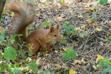 Naklejka na ściany i meble Curious squirrel with beautiful fur and fluffy tail in the forest. Small cute rodent in nature is looking for nuts. Animals in wildlife.