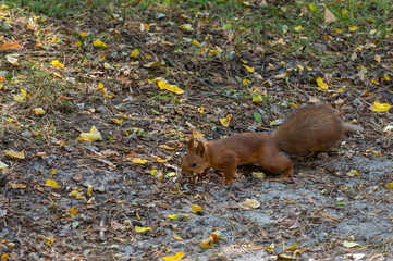 Curious squirrel with beautiful fur and fluffy tail in the forest. Small cute rodent in nature is looking for nuts. Animals in wildlife.