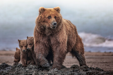 Grizzly bear mother protecting cute cubs on Alaskan beach - obrazy, fototapety, plakaty