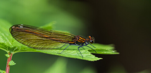 A dragonfly closeup while sitting on a leaf, copy space