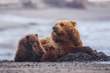 Grizzly bear mother with cubs on Alaskan beach