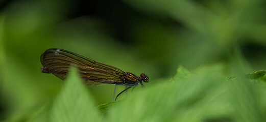 A dragonfly closeup while sitting on a leaf, copy space