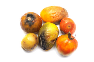 Spoiled tomatoes covered with mold and unsuitable for consumption on an isolated white background.