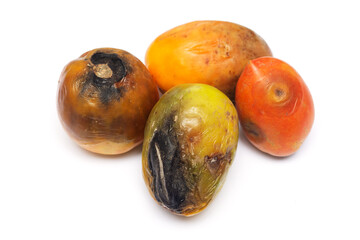 Spoiled tomatoes covered with mold and unsuitable for consumption on an isolated white background.