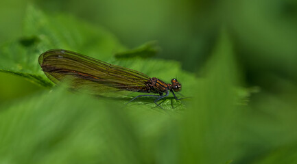 A dragonfly closeup while sitting on a leaf, copy space