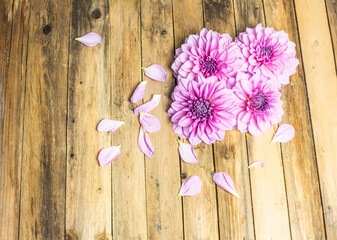 Farbenfrohe Dahlie in rosa und pink auf rustikalen Hintergrund 