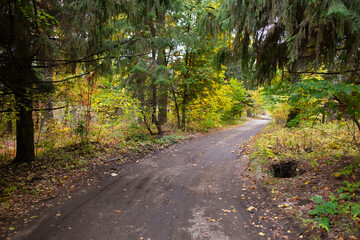 Fototapeta na wymiar Road in the autumn forest with yellow leaves.
