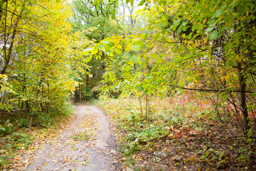 Road in the autumn forest with yellow leaves.